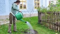stromJabloňka u fary foto Milan Bajer (1)